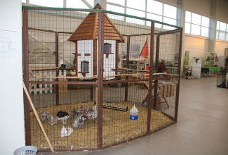 Kaunase kodulindude näitus 2020