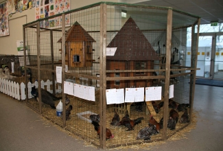 Kaunase kodulindude näitus 2020