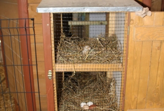 Kaunase kodulindude näitus 2020