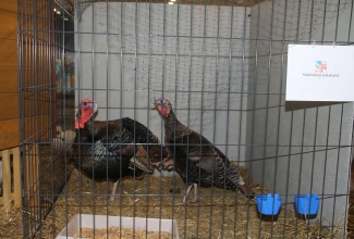 Kaunase kodulindude näitus 2020