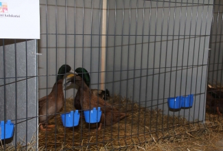 Kaunase kodulindude näitus 2020