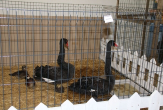 Kaunase kodulindude näitus 2020