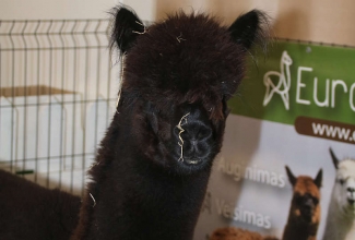 Kaunase kodulindude näitus 2020