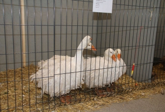 Kaunase kodulindude näitus 2020