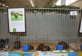 Kaunase kodulindude näitus 2020