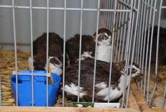 Kaunase kodulindude näitus 2020