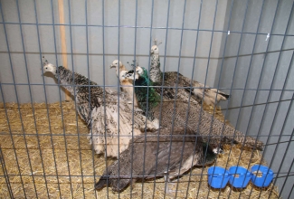 Kaunase kodulindude näitus 2020