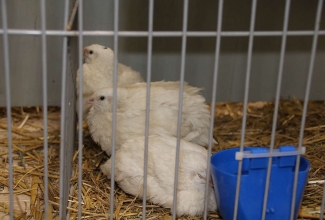 Kaunase kodulindude näitus 2020