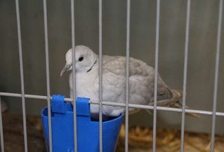 Kaunase kodulindude näitus 2020