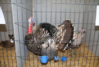 Kaunase kodulindude näitus 2020