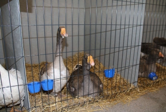 Kaunase kodulindude näitus 2020