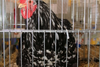 Kaunase kodulindude näitus 2020