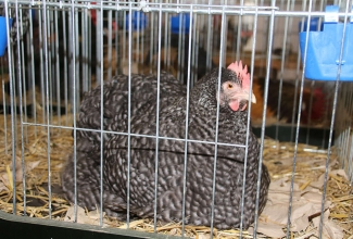 Kaunase kodulindude näitus 2020