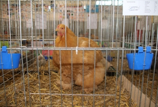 Kaunase kodulindude näitus 2020