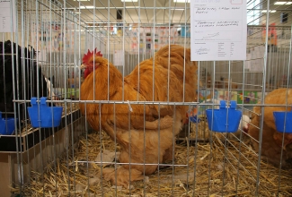 Kaunase kodulindude näitus 2020