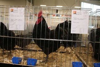 Kaunase kodulindude näitus 2020