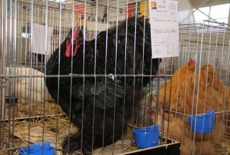 Kaunase kodulindude näitus 2020