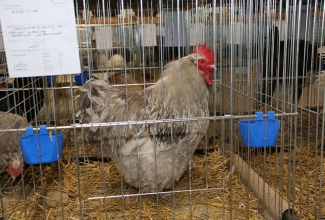 Kaunase kodulindude näitus 2020