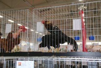 Kaunase kodulindude näitus 2020