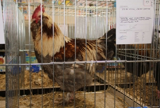 Kaunase kodulindude näitus 2020