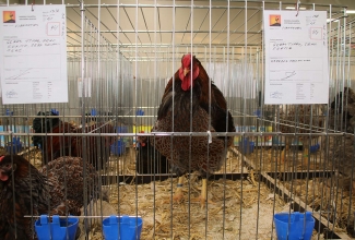 Kaunase kodulindude näitus 2020