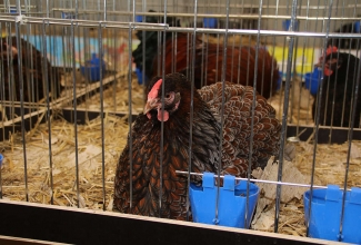 Kaunase kodulindude näitus 2020