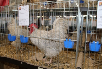 Kaunase kodulindude näitus 2020