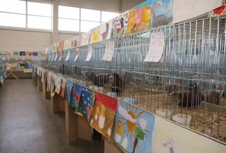 Kaunase kodulindude näitus 2020