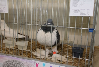 Kaunase kodulindude näitus 2020