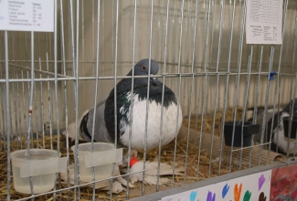 Kaunase kodulindude näitus 2020