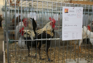 Kaunase kodulindude näitus 2020