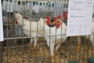 Kaunase kodulindude näitus 2020