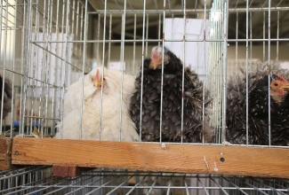 Kaunase kodulindude näitus 2020