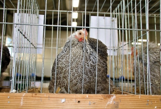 Kaunase kodulindude näitus 2020