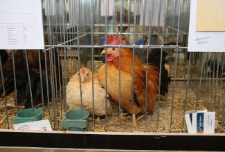 Kaunase kodulindude näitus 2020