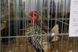 Kaunase kodulindude näitus 2020