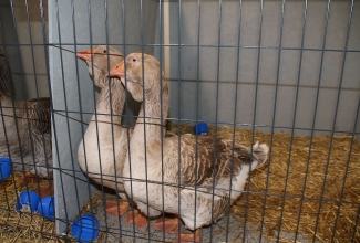 Kaunase kodulindude näitus 2020