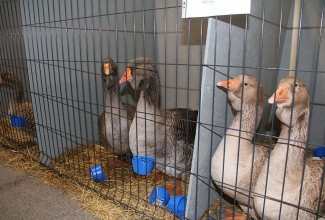 Kaunase kodulindude näitus 2020