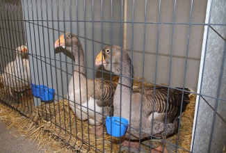 Kaunase kodulindude näitus 2020