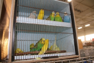 Kaunase kodulindude näitus 2020