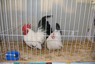 Kaunase kodulindude näitus 2020