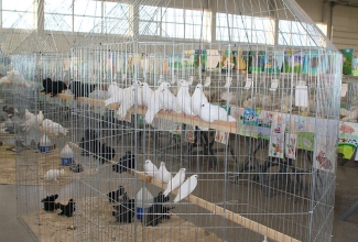 Kaunase kodulindude näitus 2020