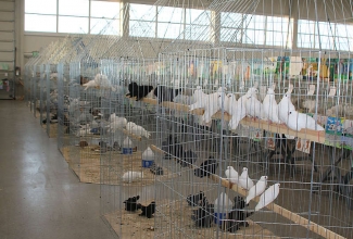 Kaunase kodulindude näitus 2020