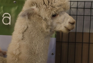 Kaunase kodulindude näitus 2020