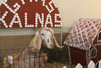 Kaunase kodulindude näitus 2020