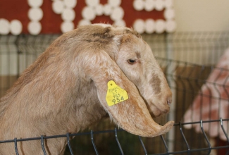 Kaunase kodulindude näitus 2020