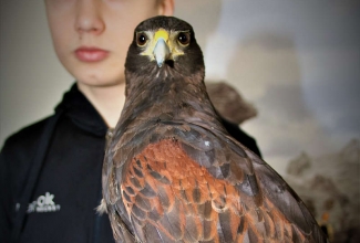 Kaunase kodulindude näitus 2020