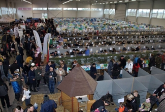 Kaunase kodulindude näitus 2020