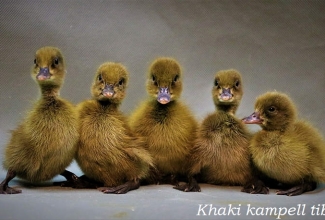 Khaki kampelli tibud, foto Estfarm