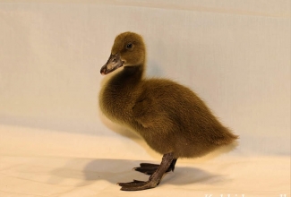 Khaki kampelli tibu, foto Estfarm